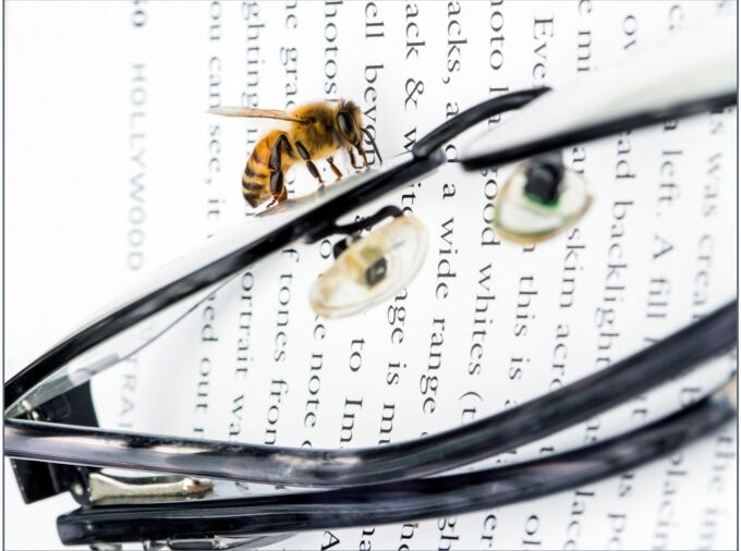 bee sitting on a pair of eyeglasses resting on a book