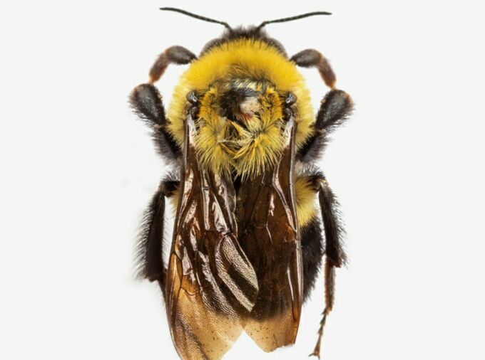 Top view of a bumble bee.