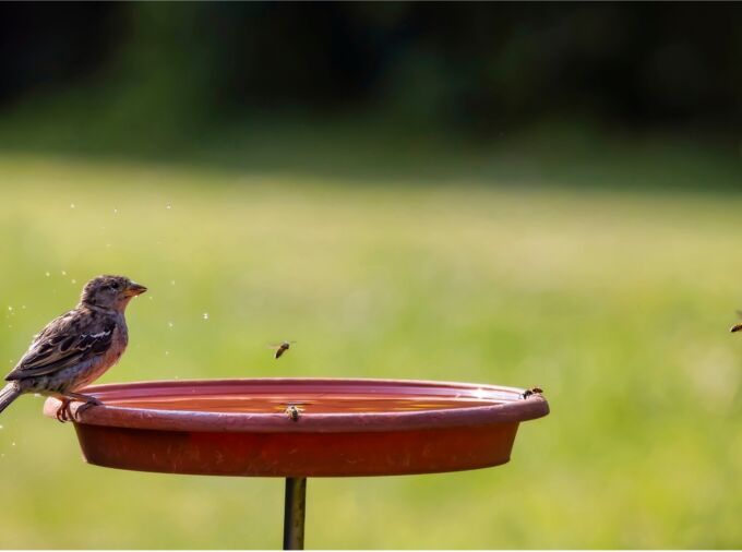 Bird sitting on the edge of a simple bird bath filled with water, bees are also enjoying the water provided.