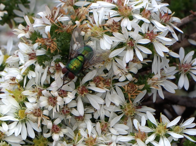 green fly pollinating white flowers
