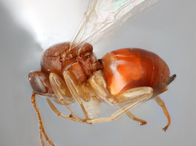 Ceroptres promethea is one of the newly identified and named gall wasps.