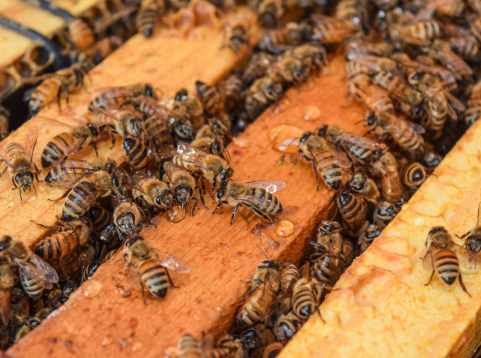 honey bees on frame