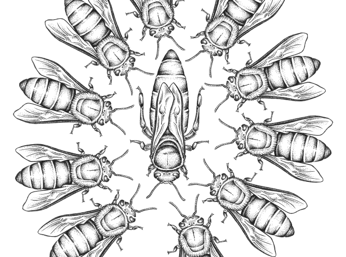 Honey Bees Retinue Response workers surround queen