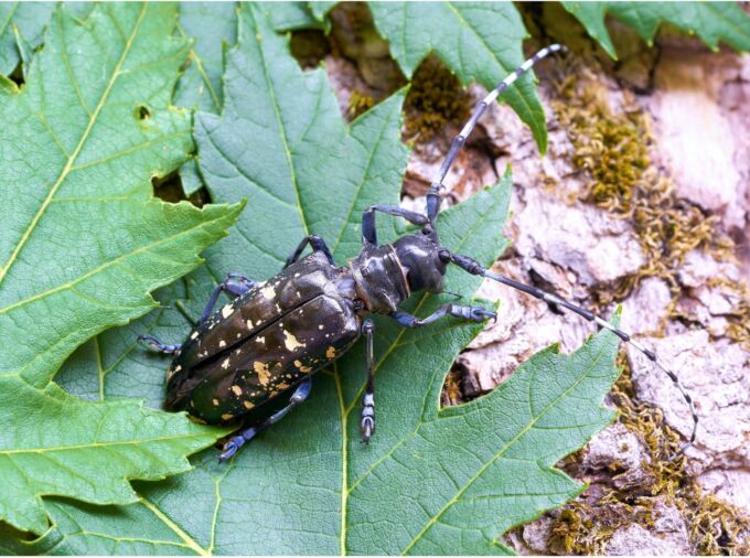 photo of an Asian longhorned beetle