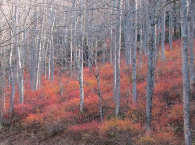 Japanese barberry invades a Pennsylvania forest