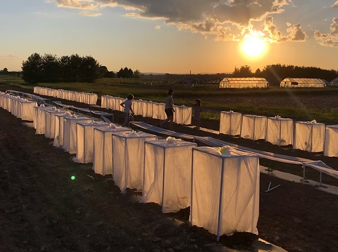sunset field cages