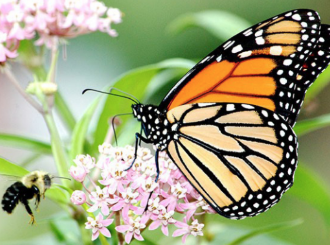 The monarch (Danaus plexippus plexippus) is a brush-footed butterfly with large orange and black wings and a black body with numerous white spots.
