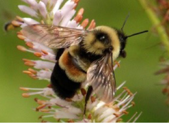 Bumble bee with an orange-rust color located centrally in the abdomen, pollinating a flower