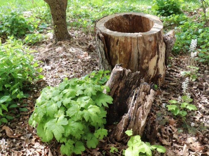 Photograph of a hollow stump that provides a nice shelter area for pollinators