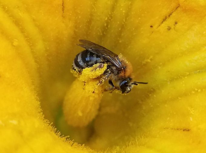 bee in yellow flower