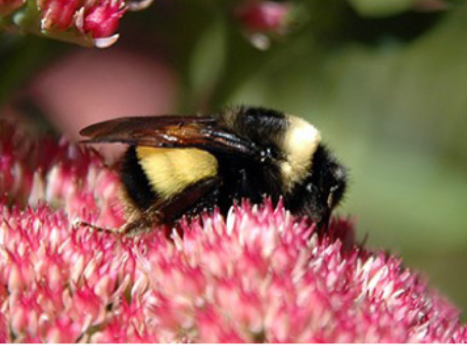 bumble bee with yellow bands on the front of the thorax and on the entire second and third abdominal segments
