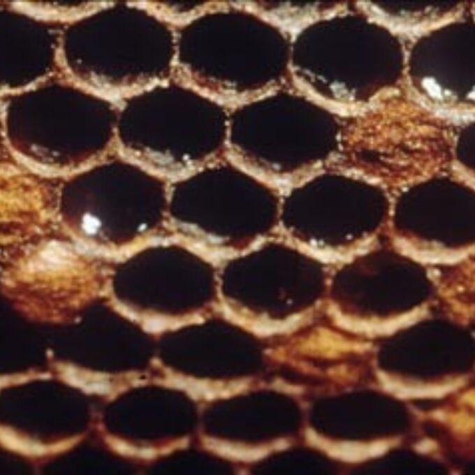 Photograph of honeycomb with a scaly cap over a segment indicating american foulbrood