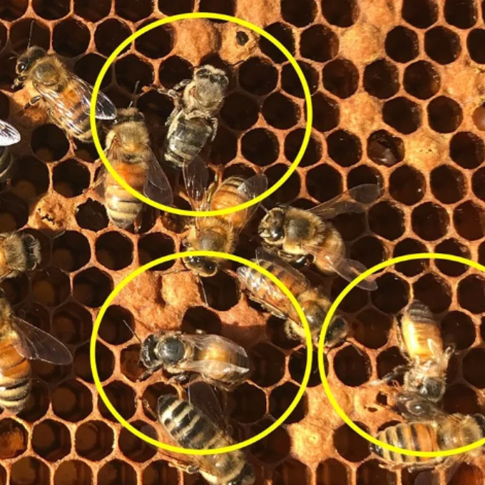 Image of bees on honeycomb with several showing deformed wings