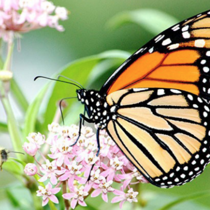 The monarch (Danaus plexippus plexippus) is a brush-footed butterfly with large orange and black wings and a black body with numerous white spots.