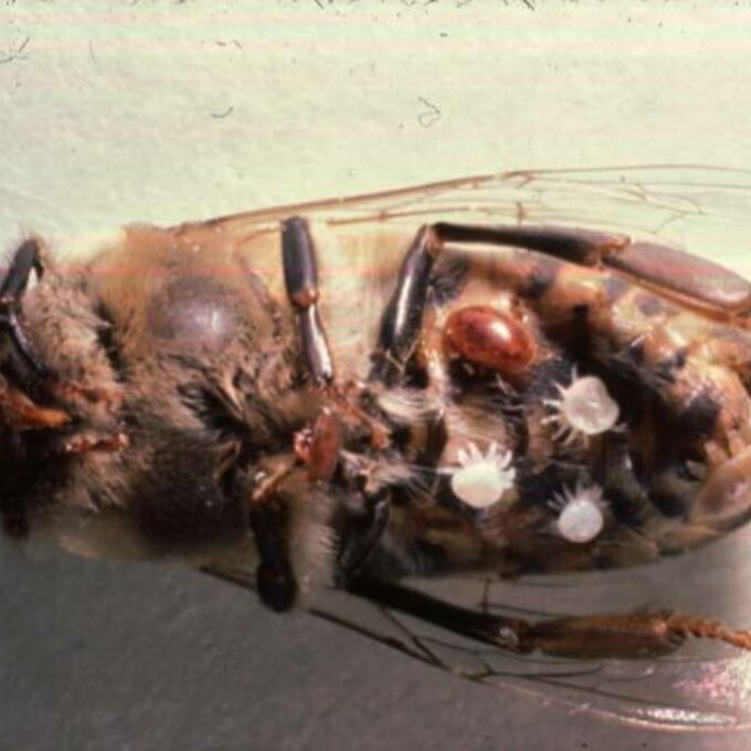 Varroa mites on the belly of a bee.