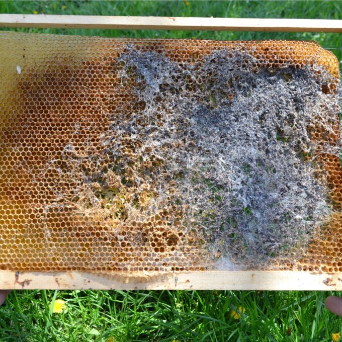 Bee frame showing damage from wax moths, a bee parasite.