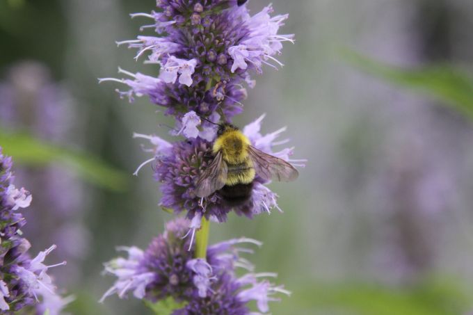 yellow bee on purple flowers