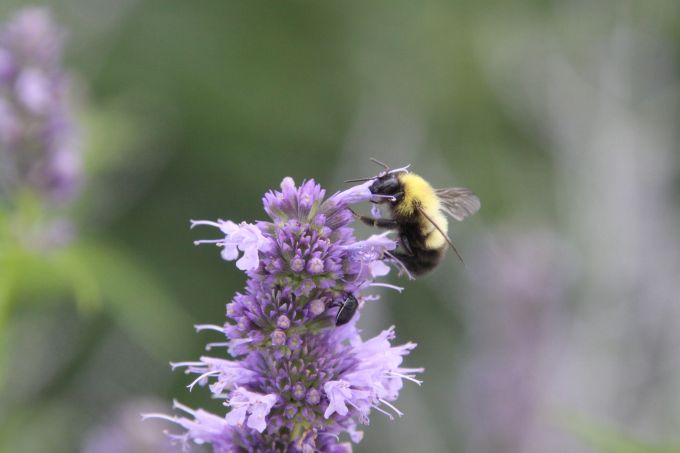bumble bee on purple flowers