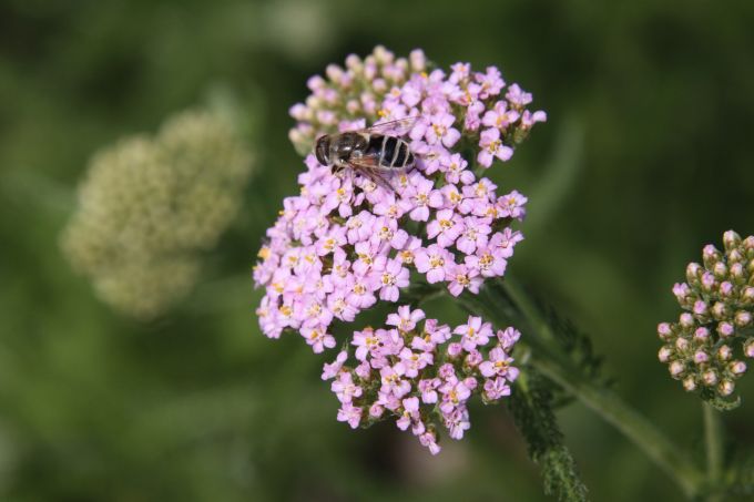 fly on pink flowers