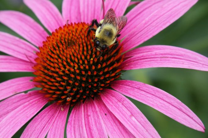 bumble bee on pink coneflower
