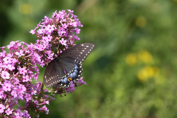 black butterfly on pink flowers