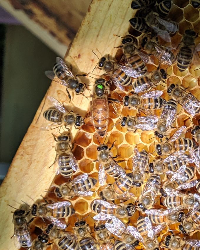 honey bee queen surrounded by workers on frame