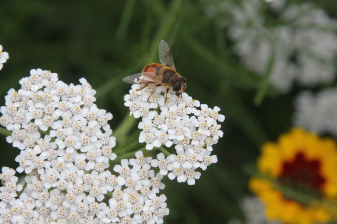 fly on white flowers