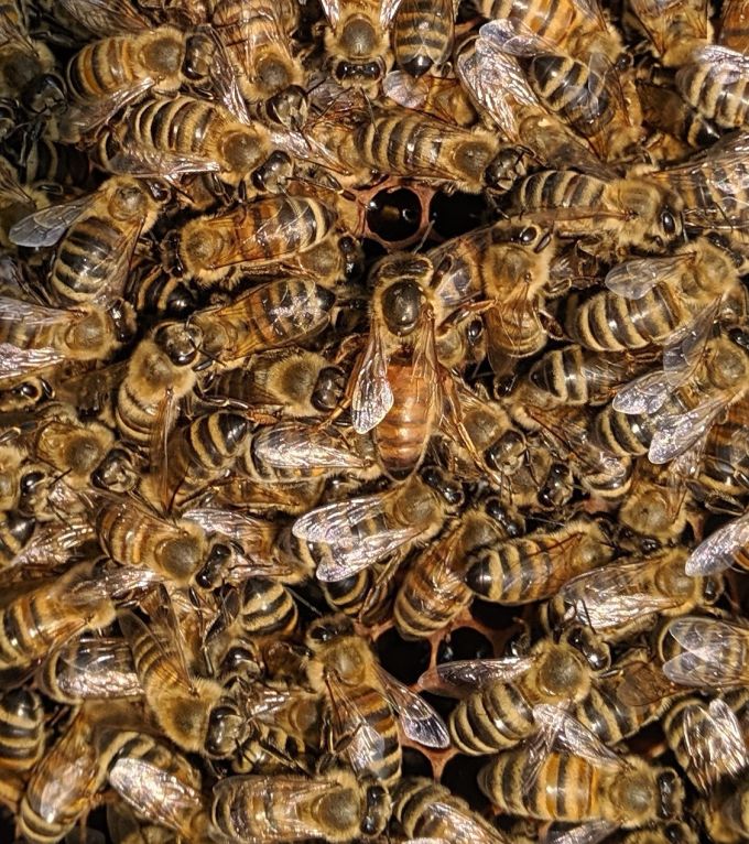 honey bee queen on frame surrounded by worker bees