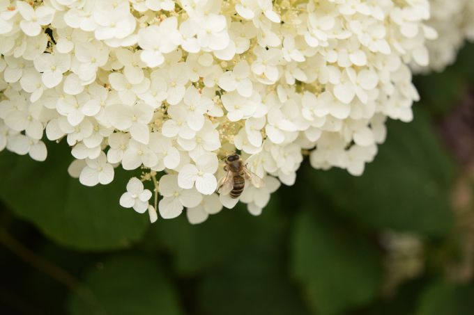 honey bee on white flowers