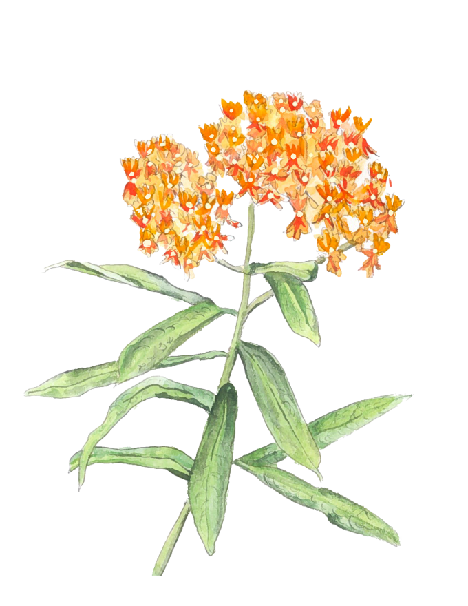 orange flowers illustration