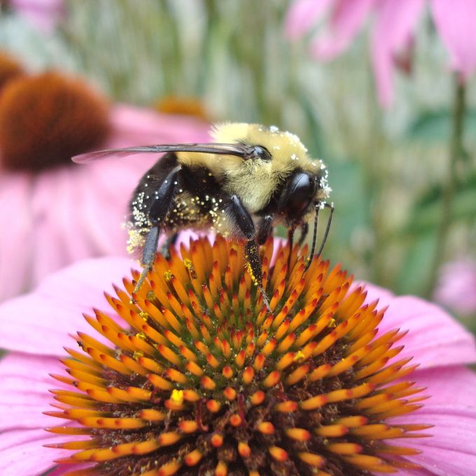 Penn State Pollinator Webinar Series: Queen rearing basics (Kate Anton) —  News — Department of Entomology