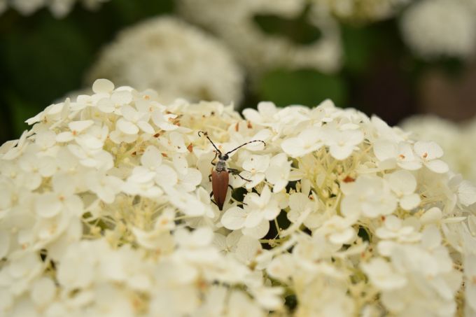beetle on white flowers