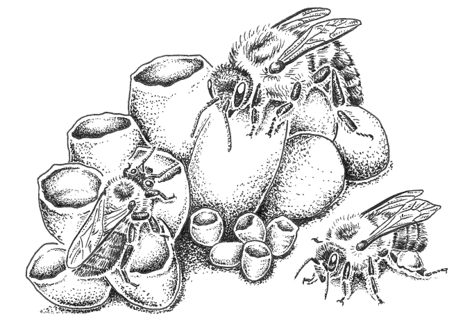 Two bumble bee workers and one bumble bee queen on comb in nest, black and white illustration