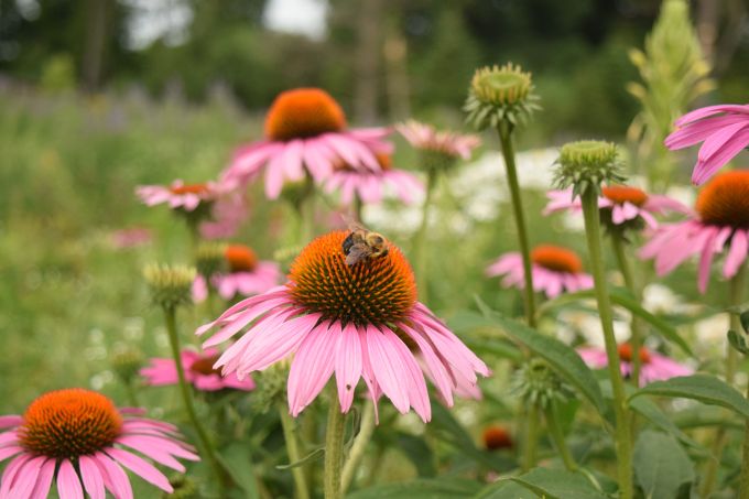 bumble bee feeds from pink coneflower