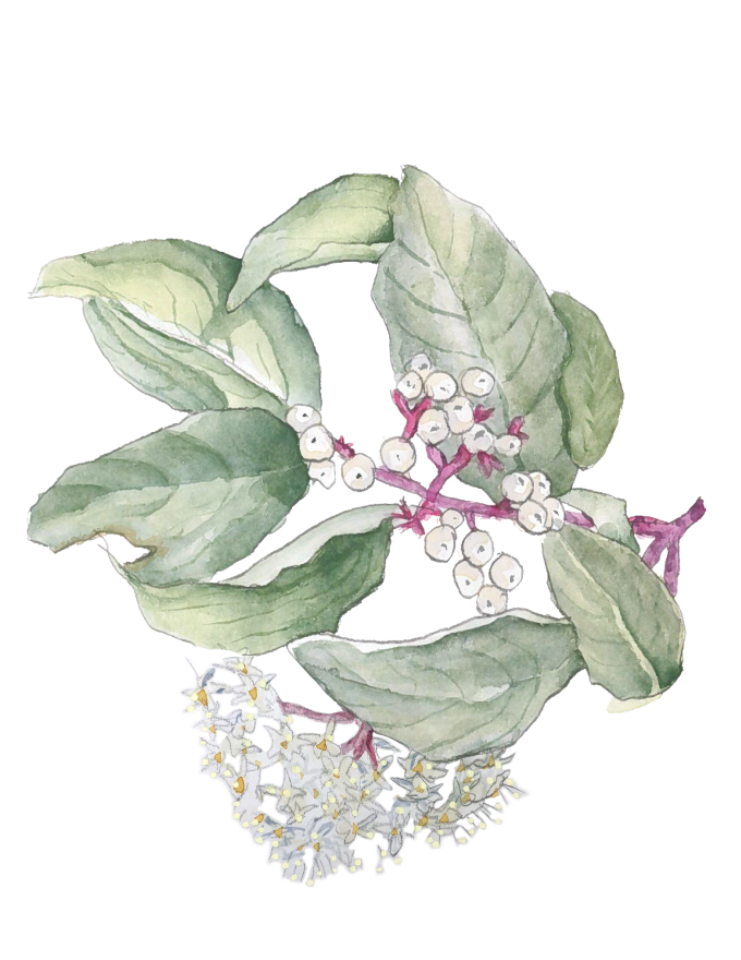 Cornus racemosa watercolor