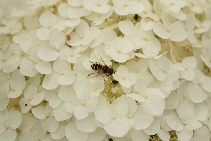 drone fly on white flowers
