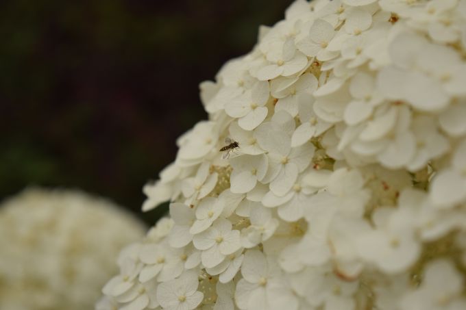 Hover Fly on white hydrangea