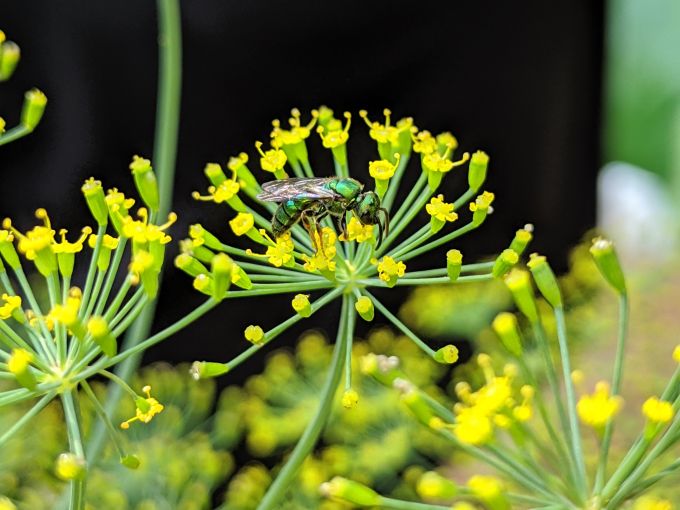 green bee on yellow flower