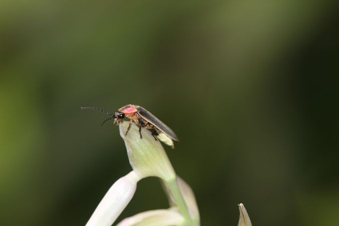 firefly sitting on green plant stem