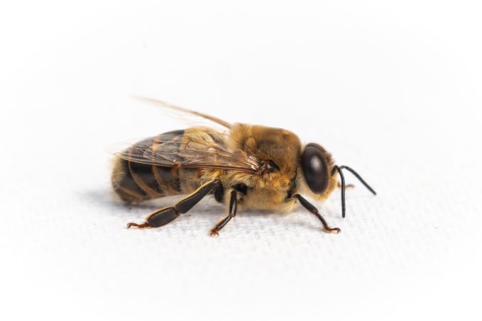 honey bee drone