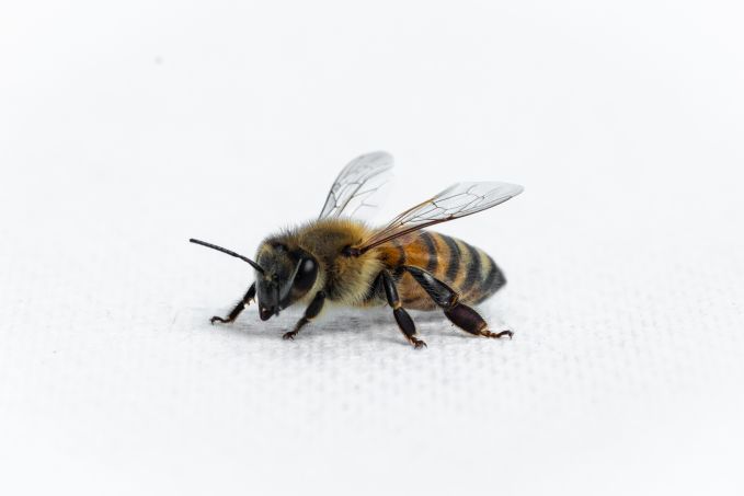 Honey Bee Worker Portrait