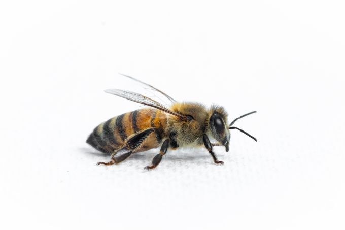 Honey Bee Worker Portrait