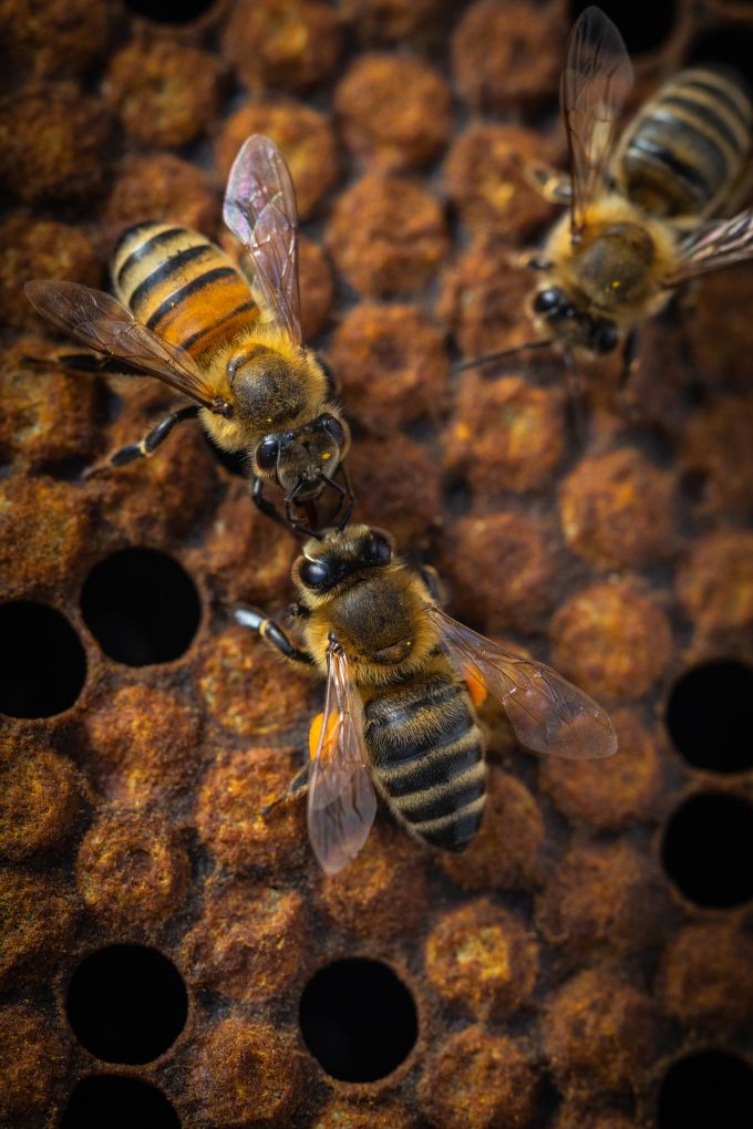 two honey bees face to face