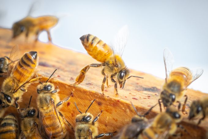 honey bee lifting abdomen