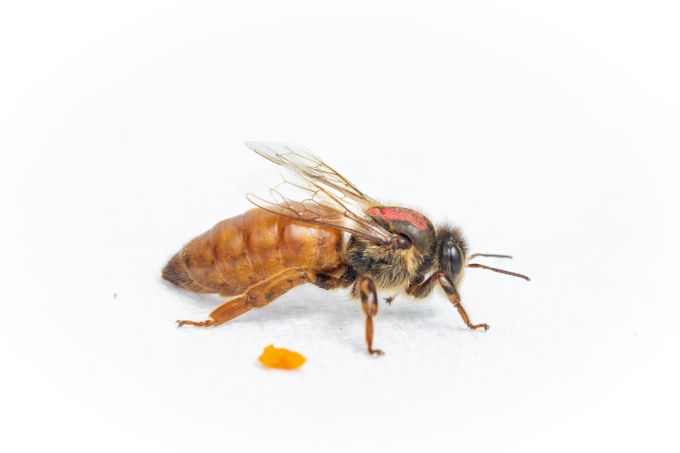 honey bee queen portrait