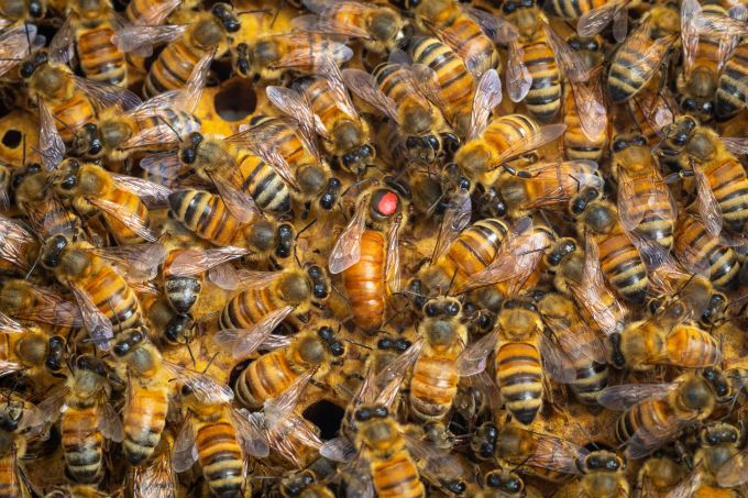 retinue response honey bees