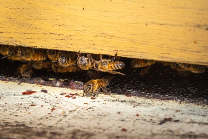 guard honey bees at hive entrance