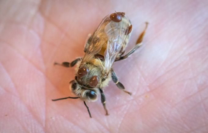 Honey Bee with Varroa Mites in Hand