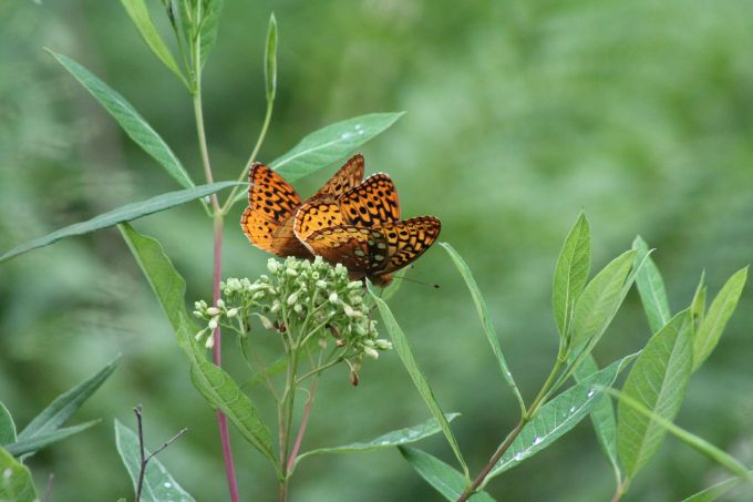 orange butterflies on green plant with white-green flowers