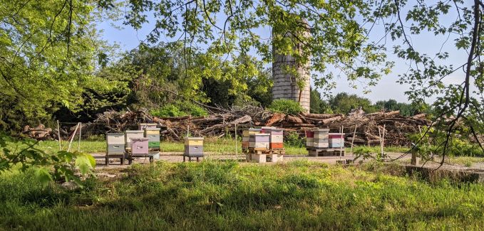 apiary in grassy field with trees